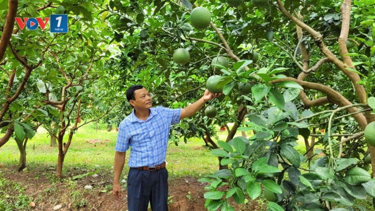 Tăng cường hỗ trợ nông dân xây dựng mã số vùng trồng