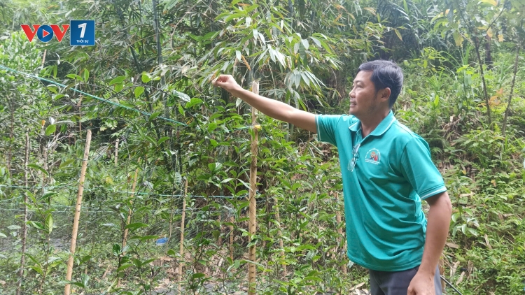 Thúc đẩy chính sách khuyến nông với mô hình sinh kế dưới tán rừng