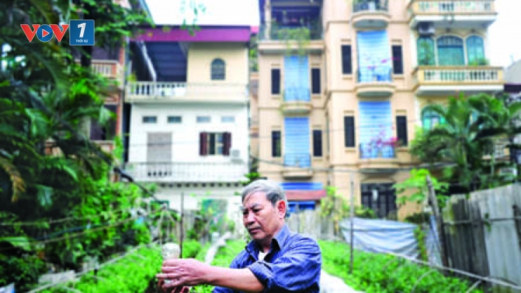 “Người nông dân giữa phố” - Người giữ hương cho hoa Ngọc Hà (25/1/2016)