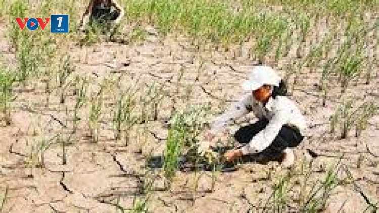 Sinh kế thích ứng với biến đổi khí hậu ở Việt Nam (4/1/2016)