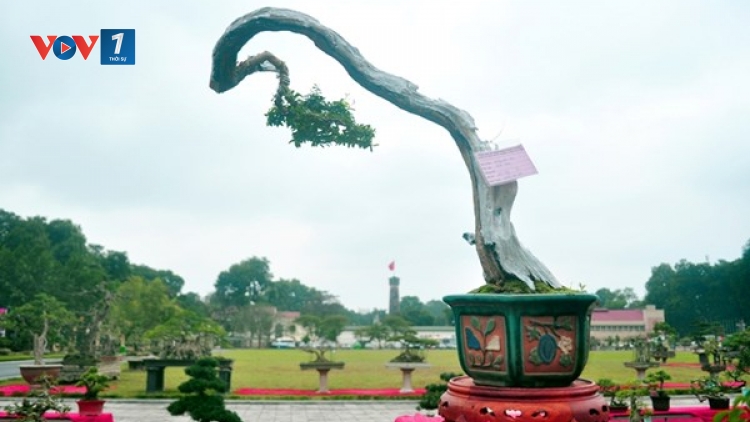 Thú chơi cây cảnh và học đạo làm người (3/2/2016)