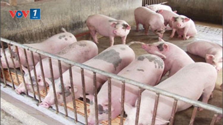 Hà Tĩnh là tỉnh đầu tiên ký cam kết với các hộ nông dân nói không với chất cấm trong chăn nuôi (Thời sự chiều 23/3/2016)