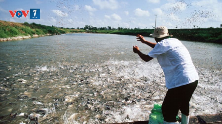 Biển đảo Việt Nam ngày 23/8/2014:Khai thác thủy sản bằng giã cào bay: Hiểm họa khó lường.