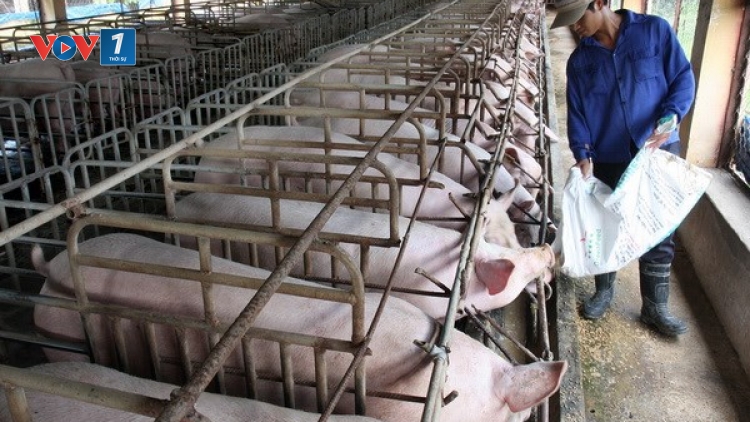Thách thức với ngành chăn nuôi Việt Nam khi Hiệp định đối tác xuyên Thái Bình Dương (TPP) có hiệu lực.