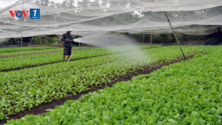 Giải pháp để đảm bảo an toàn thực phẩm và sản xuất sạch trong nông nghiệp. (27/11/2015)