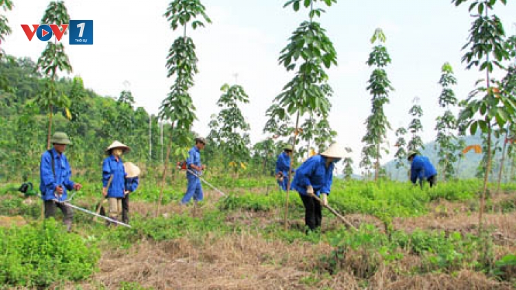 Giải pháp phát triển kinh tế rừng (28/11/2015)