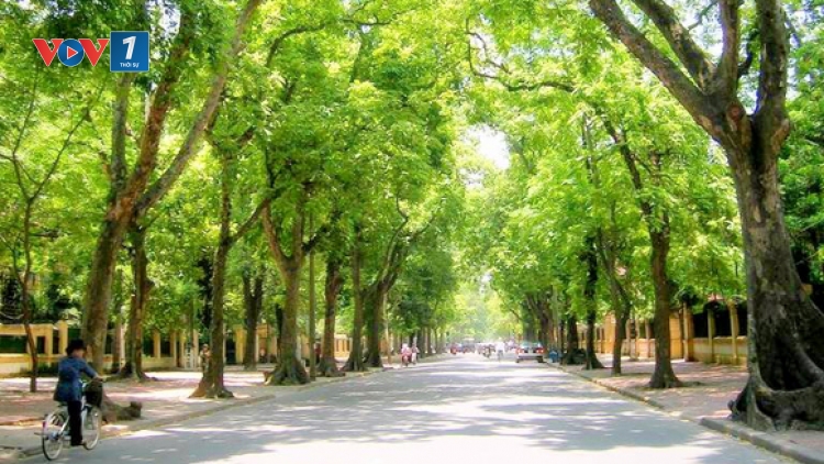 Quy hoạch cây xanh Hà Nội: Cần một tầm nhìn trí tuệ và lịch sử