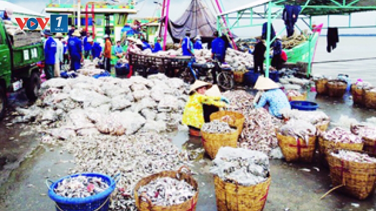 Biển đảo Việt Nam ngày 08/02/2015: Nguyên nhân suy giảm chất lượng thủy sản