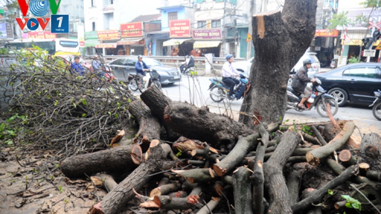 Thời sự trưa ngày 22/3/2015: Đã có đơn vị đầu tiên công bố công khai về việc chặt cây và quy trình xử lý những cây đã bị đốn hạ theo yêu cầu của thành phố.