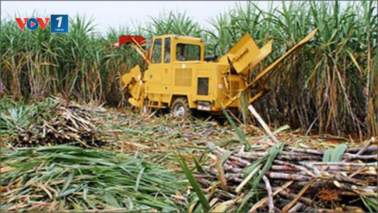 Thời sự chiều ngày 18/5/2015: Ngành mía đường đối mặt với nguy cơ khó khăn.
