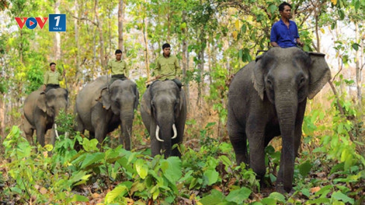 Môi trường và phát triển ngày 8/6/2015: Bảo tồn đàn voi ở Đắc Lắc – hãy hành động trước khi quá muộn.