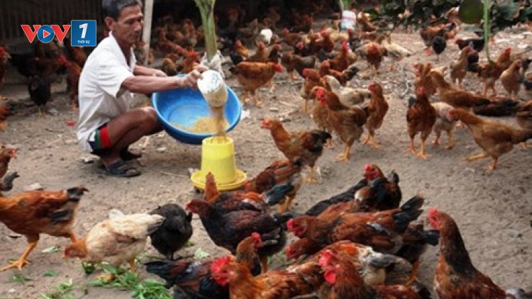 Để ngành chăn nuôi không đuối sức trong biển lớn.