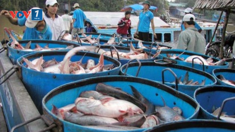Cảnh báo thương lái Trung Quốc lũng đoạn thị trường cá tra nước ta (Thời sự đêm 22/11/2016)