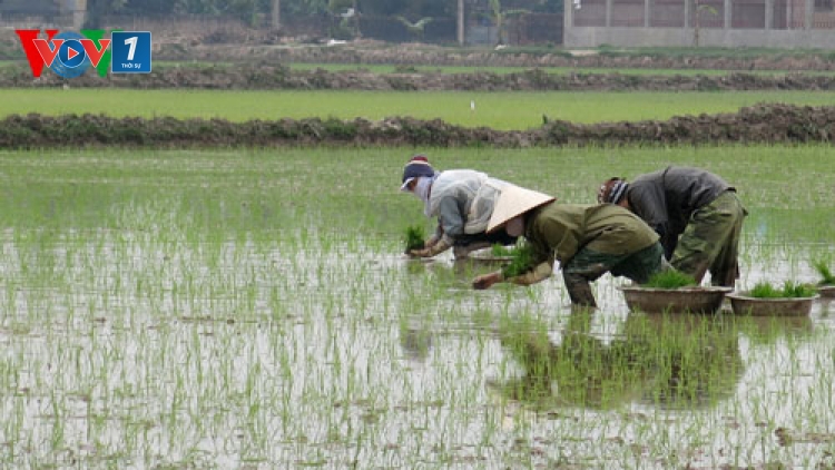 Miễn giảm thuế sử dụng đất nông nghiệp: Tạo động lực cho quá trình tái cơ cấu nông nghiệp (23/12/2016)