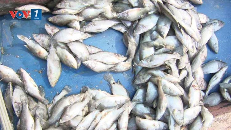 Bất thường cá chết trắng bờ biển từ Hà Tĩnh đến Thừa Thiên Huế với thiệt hại ước tính đã lên đến gần 5 tỷ đồng (Thời sự trưa 21/4/2016)