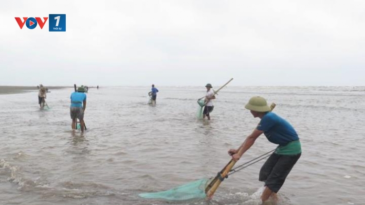 Thái Bình ngăn chặn, xử lý việc đưa thông tin không chính xác về hải sản chết tại bãi biển Cồn Vành (Thời sự chiều 11/5/2016)