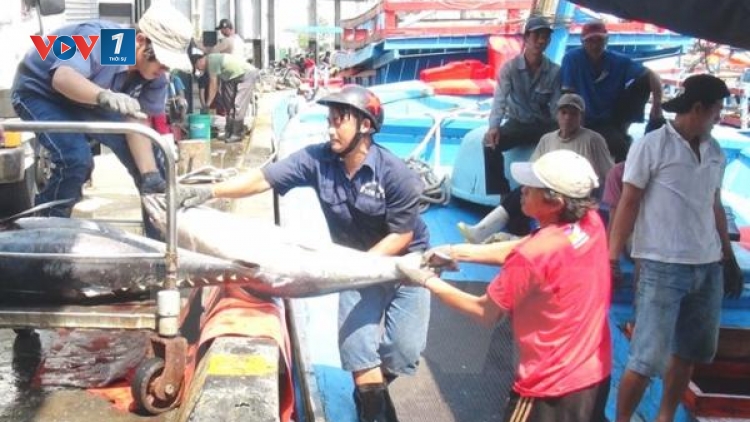 Giá mặt hàng thủy sản ở các tỉnh Phú Yên, Bình Định, Khánh Hòa đang giảm mạnh, với mức giảm cao nhất đến hơn 300% (Thời sự trưa 17/5/2016)