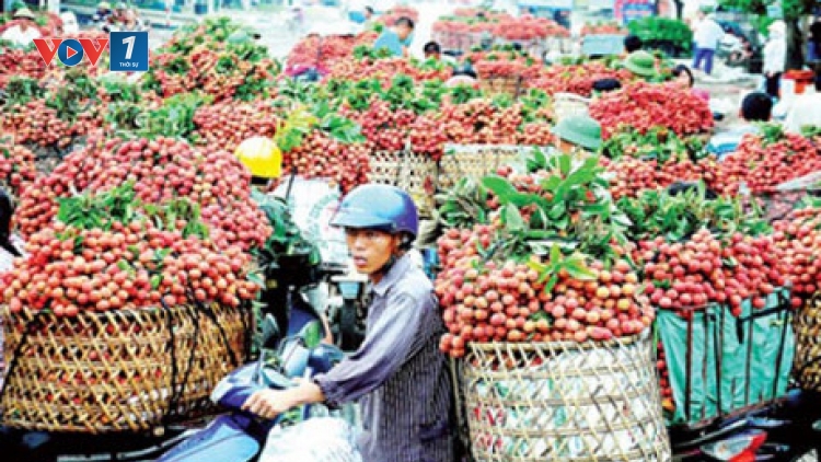 Chỉ sau 2 ngày diễn ra tuần lễ vải thiều Bắc Giang tại Hà Nội, hơn 7 tấn vải thiều đã được người tiêu dùng Thủ đô tiêu thụ (Thời sự đêm 26/6/2016)