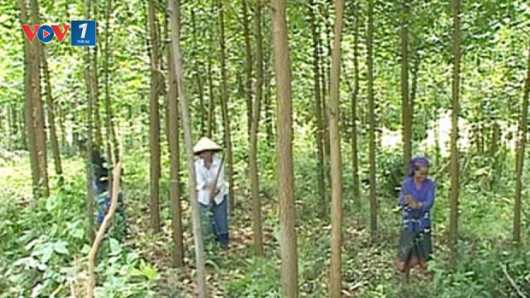 Lợi ích “kép” khi giao rừng cho dân. (13/6/2016)