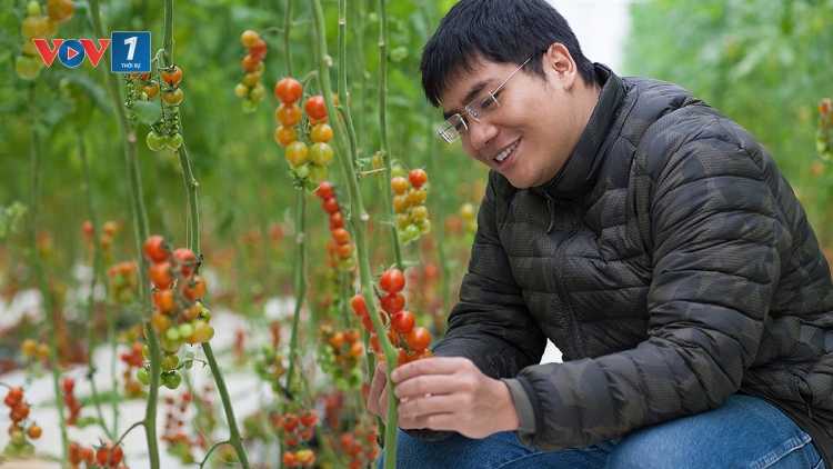 Chặng đường khởi nghiệp từ những quả cà chua của chàng trai trẻ Trần Thái Dương, Giám đốc Công ty cổ phần Skyfarm. (02/8/2016)