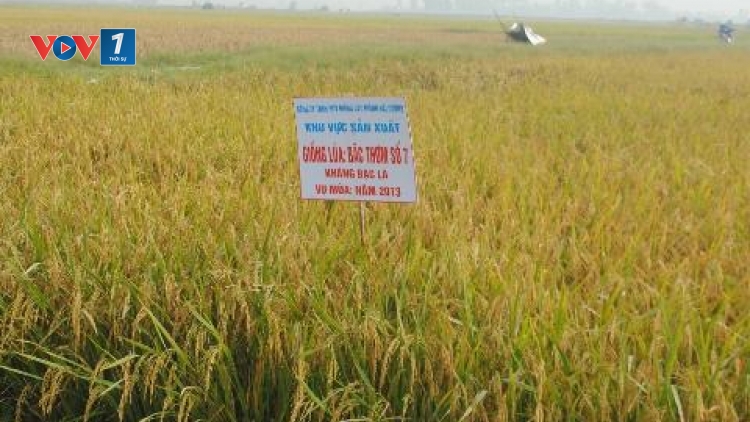 Những trăn trở trong quá trình tạo ra những giống lúa kháng bệnh bạc lá (11/8/2016)