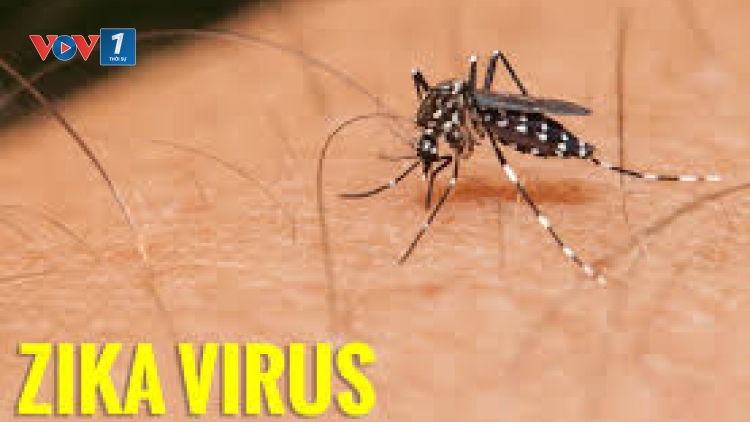 Phát hiện 1 trường hợp nhiễm virut Zika đầu tiên tại tỉnh Phú Yên. (Thời sự đêm 03/8/2016)
