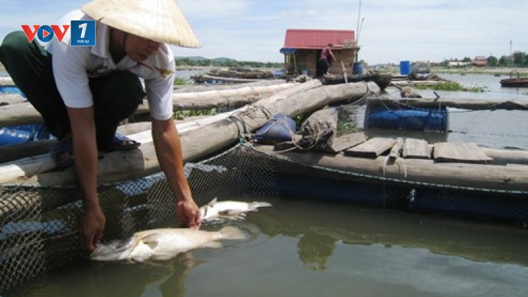 Cơ quan chức năng tỉnh Thanh Hóa đang xác minh làm rõ hiện tượng cá nuôi lồng bè chết bất thường tại xã đảo Nghi Sơn, huyện Tĩnh Gia (Thời sự đêm 9/9/2016)