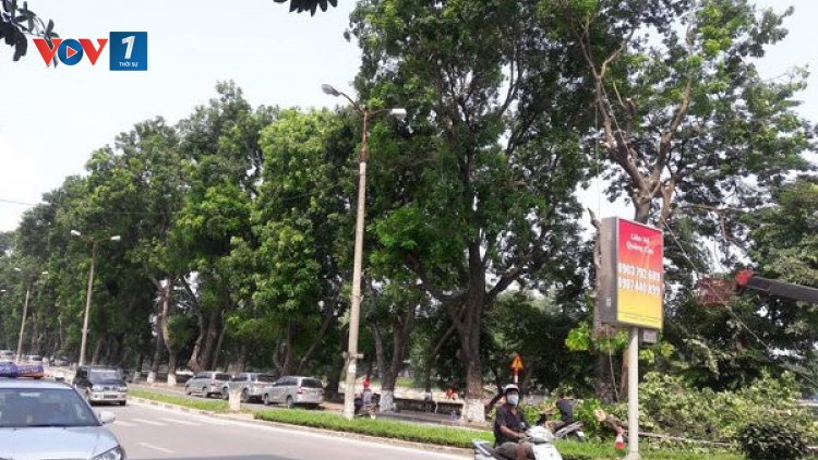 Hà Nội bắt đầu thực hiện di chuyển hơn 100 cây xanh lớn trên tuyến đường Kim Mã để giải phóng mặt bằng phục vụ cho Dự án tuyến Đường sắt đô thị Nhổn – ga Hà Nội. (Thời sự chiều 16/9/2016)