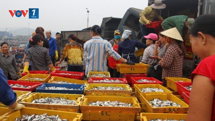 Bộ Y tế công bố chất lượng hải sản tại 4 tỉnh Bắc Miền Trung (Thời sự trưa 20/9/2016)