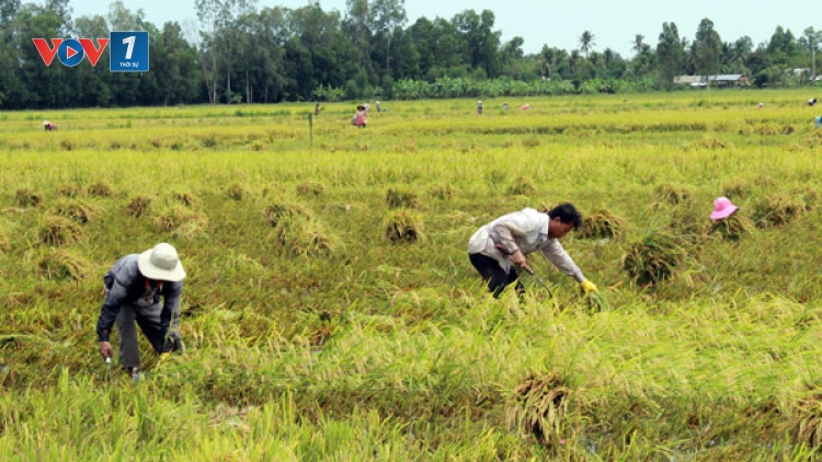 Đồng bằng sông Cửu Long thu hoạch lúa hè thu chính vụ với nỗi lo giá lúa sụt giảm mạnh, thương lái không thu mua dù đã đặt cọc. (Thời sự chiều 11/9/2016)