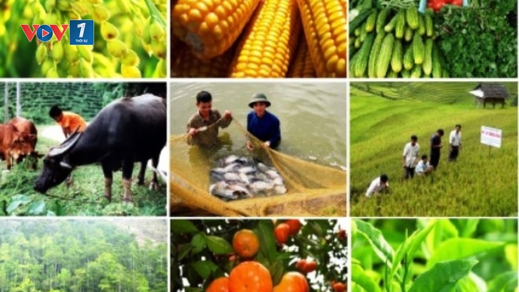 Nông nghiệp bền vững và nỗi niềm người nông dân (17/9/2016)