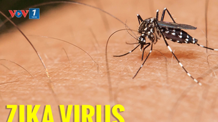 70 quốc gia, vùng lãnh thổ ghi nhận sự lây truyền virus Zika, hôm nay, Bộ Y tế có công văn khẩn đề nghị các địa phương tăng cường công tác phòng chống dịch bệnh do virus Zika (Thời sự chiều 5/9/2016)