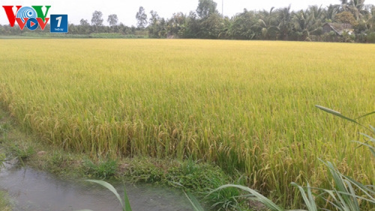 Ứng dụng Khoa học công nghệ để tạo ra những giống lúa chịu mặn thích ứng với biến đổi khí hậu (27/10/2017)