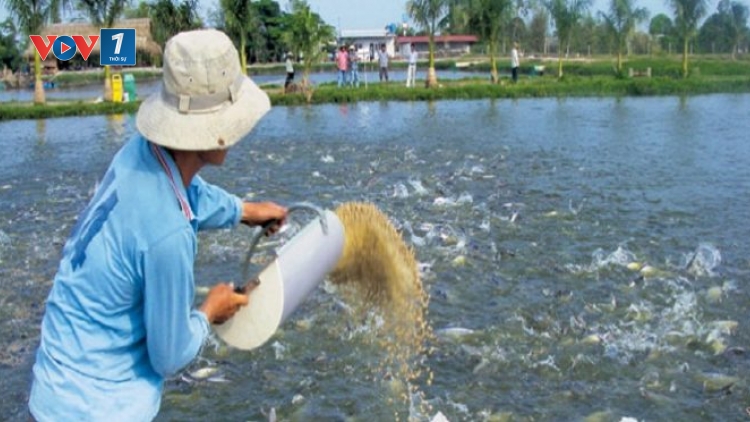 Phòng bệnh cho cá nước ngọt khi chuyển mùa (01/11/2017)
