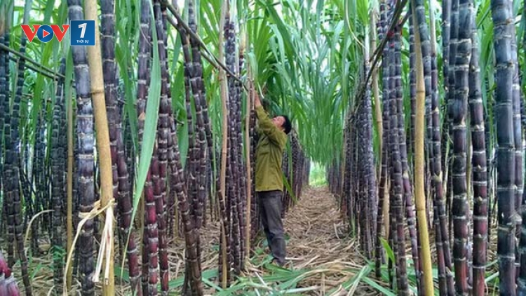 Vị đắng mía đường trước Hiệp định thương mại hàng hóa ASEAN (14/11/2017)