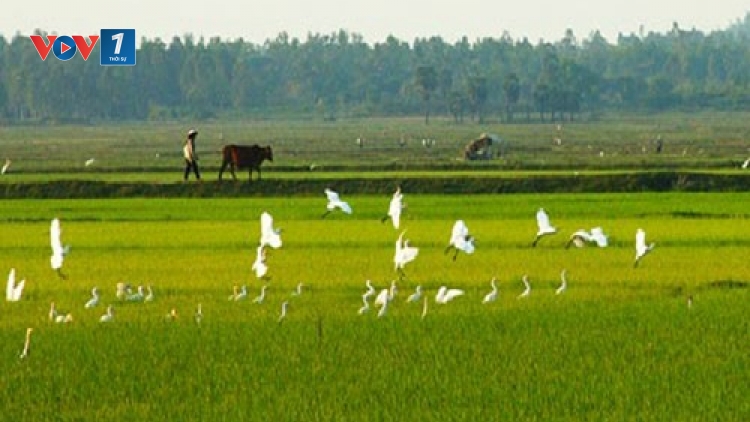 Người Bí thư chi bộ mang lại sức sống cho những cánh đồng. (19/12/2017)