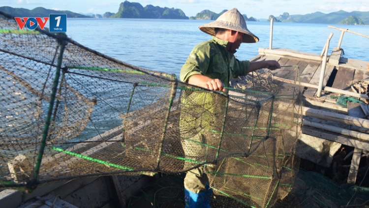 Sử dụng đường dây nóng trong khai thác thủy sản như thế nào nhằm chống đánh bắt bất hợp pháp (24/12/2017)