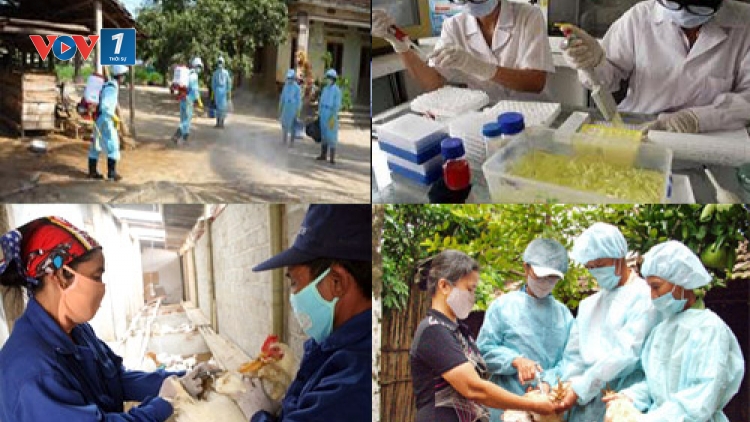Nhiều địa phương chủ động ngăn chặn nguy cơ bùng phát dịch cúm gia cầm (Thời sự đêm 23/2/2017)
