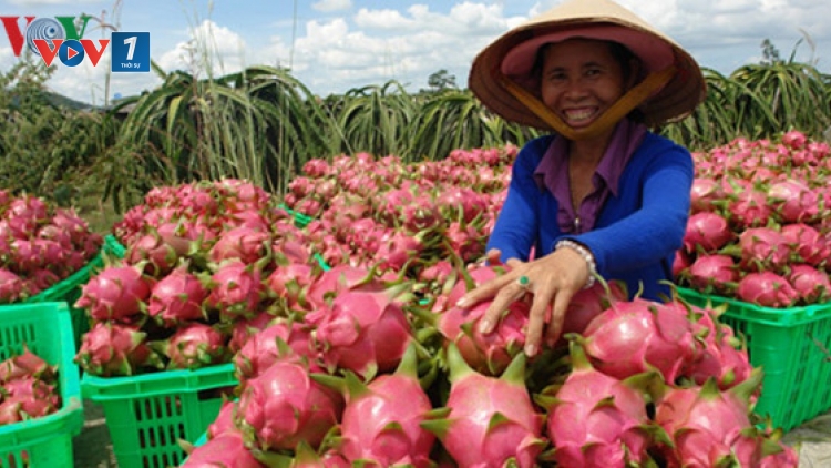 Thanh long ruột đỏ của Việt Nam chính thức có mặt tại thị trường Nhật Bản (Thời sự đêm 7/3/2017)