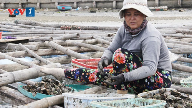 Thủy sản tại Đức Phổ, Quảng Ngãi chết hàng loạt do nuôi trồng không theo quy hoạch (Thời sự đêm 22/4/2017)