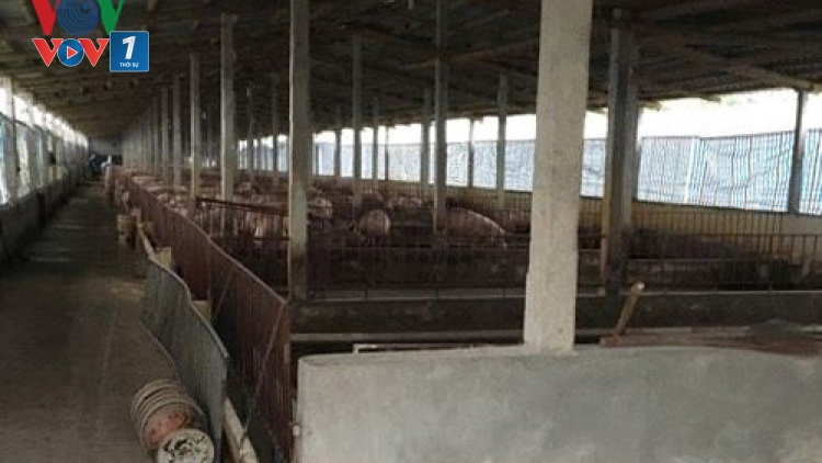 Giá lợn thịt tại tỉnh Đồng Nai nhiều tháng qua giảm sâu tới mức kỷ lục, 25 nghìn/kg, nhiều hộ chăn nuôi đứng bên bờ vực phá sản (Thời sự trưa 20/4/2017)