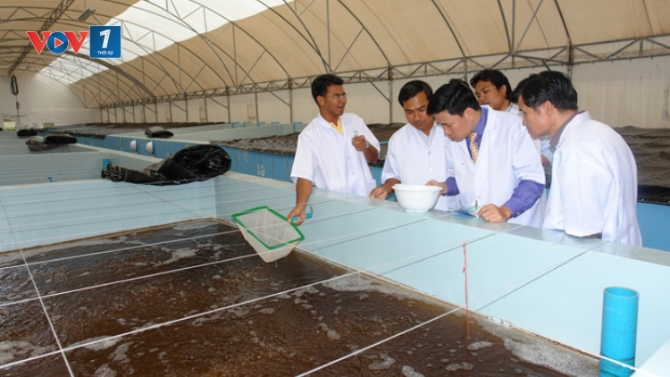 Thủ tướng Chính phủ vừa quyết định thành lập Khu nông nghiệp ứng dụng công nghệ cao phát triển tôm Bạc Liêu (Thời sự đêm 25/5/2017)