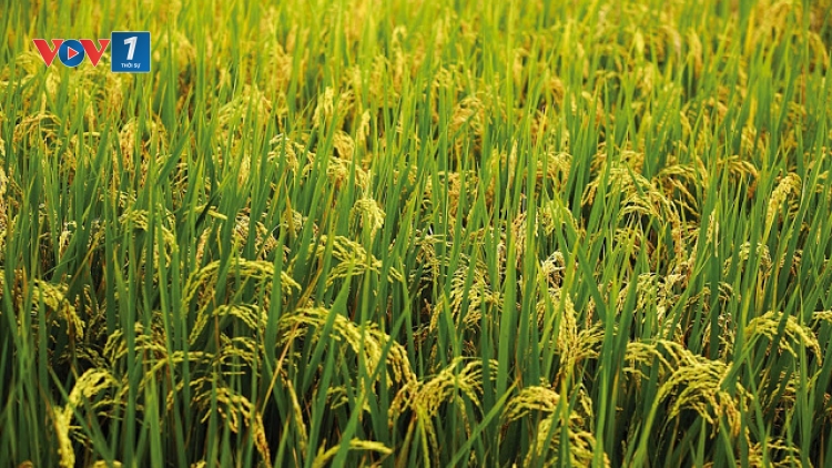 Những lưu ý đối với người nông dân ở các tỉnh phía Bắc trong việc bảo vệ lúa xuân, chuẩn bị triển khai vụ Hè thu 2017. (31/5/2017)