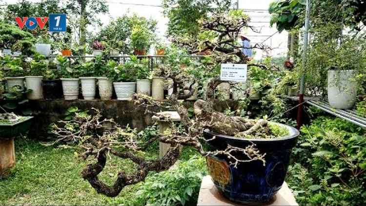 Nghệ nhân cây cảnh nói về triết lý sống hòa thuận với thiên nhiên (15/6/2017)