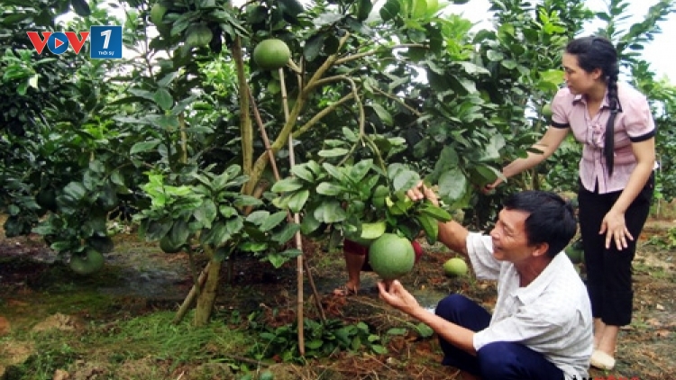 Quản lý sâu bệnh hại trên cây có múi (22/7/2017)