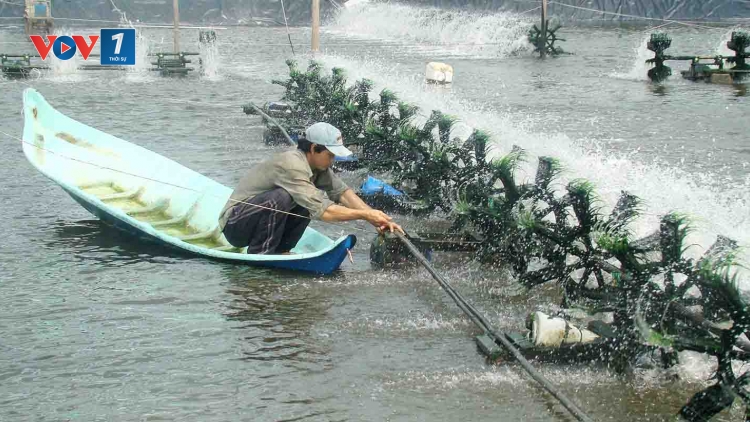 Cà Mau nâng cao chất lượng, hiệu quả và phát triển nghề nuôi tôm bền vững (6/8/2017)