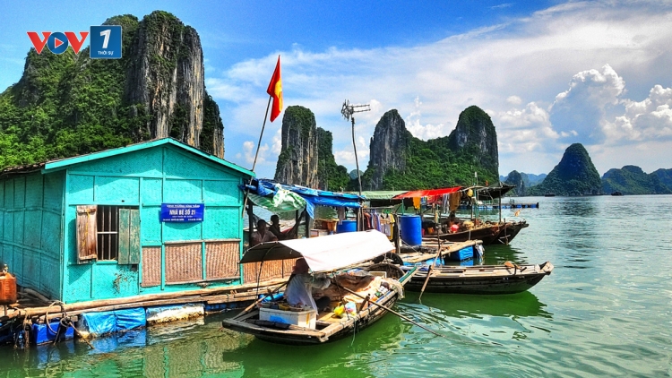 Ngư dân trên vịnh Hạ Long: Sinh kế bền vững nhờ sống hài hòa với biển (25/8/2017)
