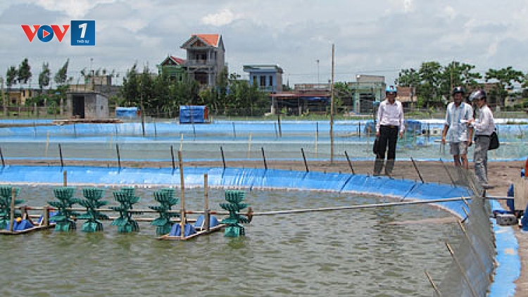 Ứng dụng khoa học công nghệ trong xử lý đáy ao nuôi thủy sản  (30/9/2017)