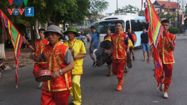 Sau gần 3 tháng bị đình chỉ, vòng loại và chung kết lễ hội chọi trâu Đồ Sơn tiếp tục diễn ra với nhiều thay đổi về quy mô và cách tổ chức (Thời sự trưa 28/9/2017)