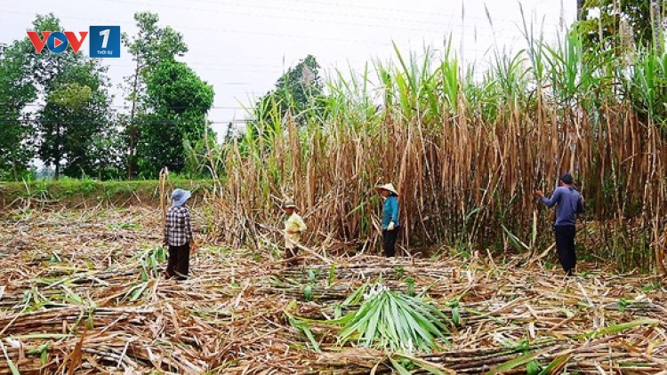 Lời giải cho ngành mía đường: Nhìn từ vùng nguyên liệu (8/10/2018)